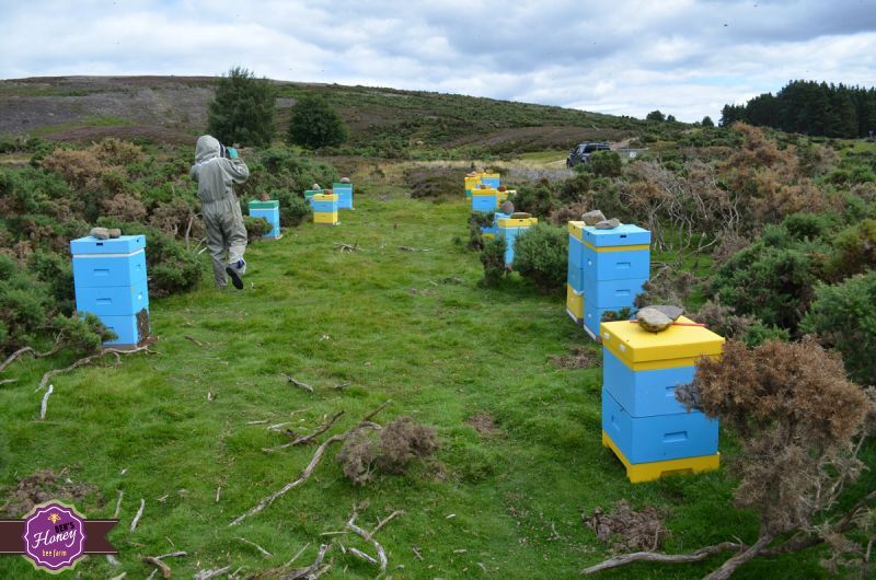 southern gold bee farm southern gold bee farm